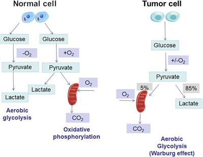The role of metabolic reprogramming in kidney cancer
